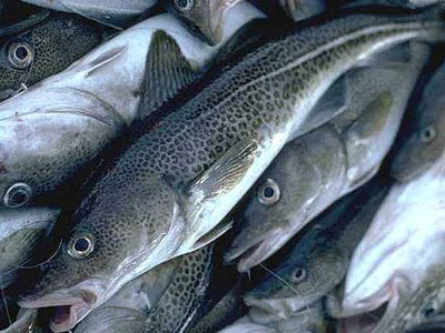 Καταστροφικές οι συνέπειες της υπεραλίευσης